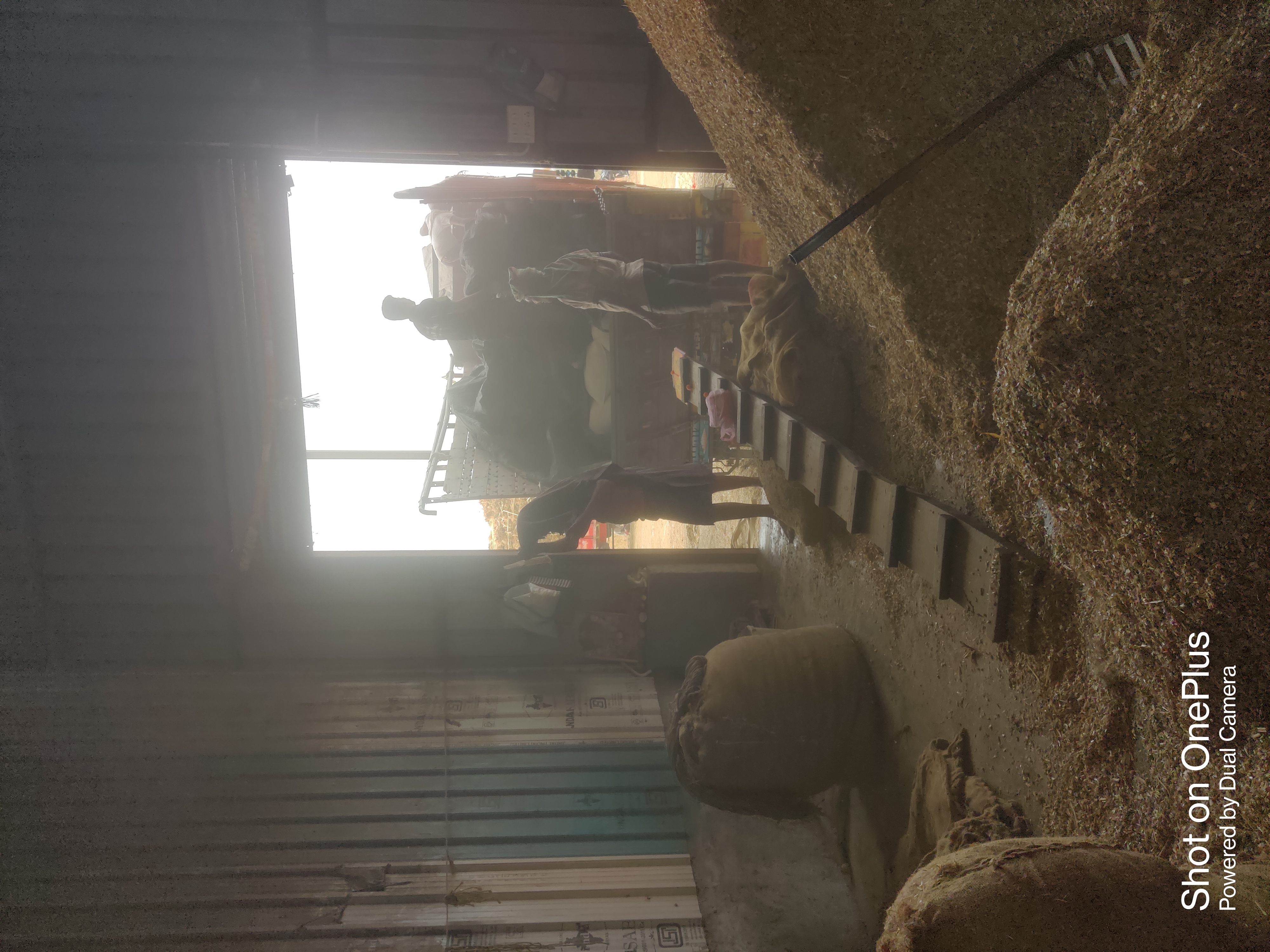 Kadbakutti Animal Feed. (Jwari kutti)