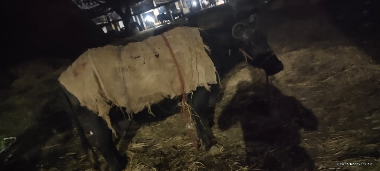 Kadbakutti Animal Feed. (Jwari kutti)