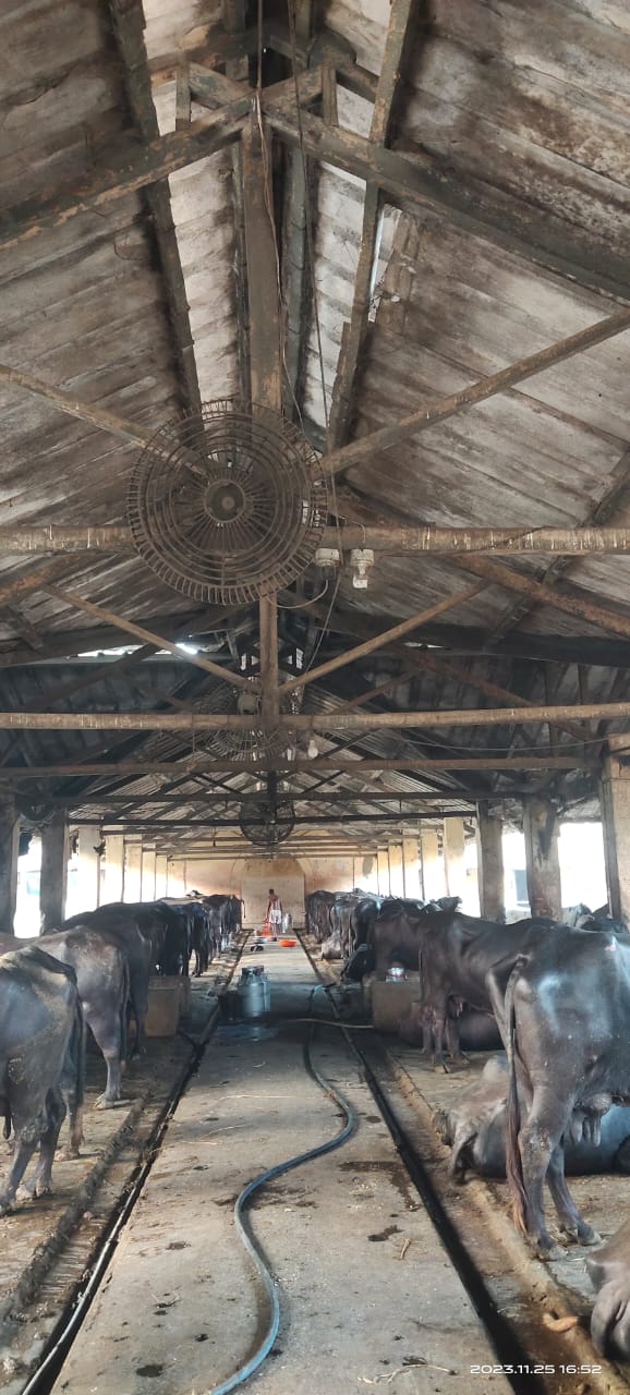 Kadbakutti Animal Feed. (Jwari kutti)