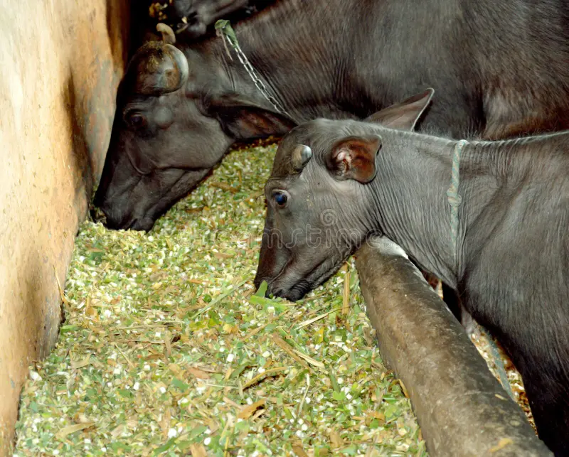 Kadbakutti Animal Feed. (Jwari kutti)