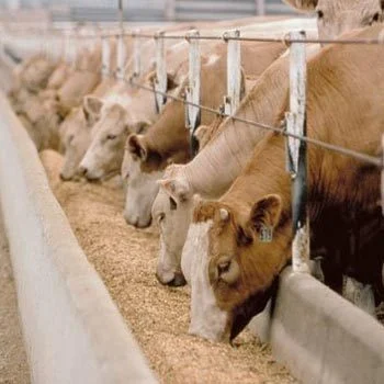 Kadbakutti Animal Feed. (Jwari kutti)