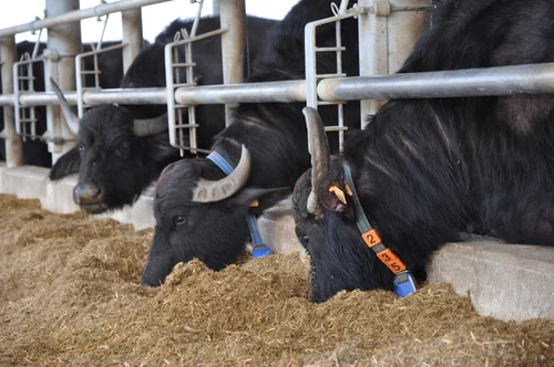 Kadbakutti Animal Feed. (Jwari kutti)