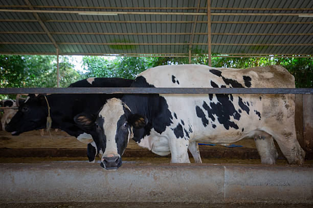 Kadbakutti Animal Feed. (Jwari kutti)