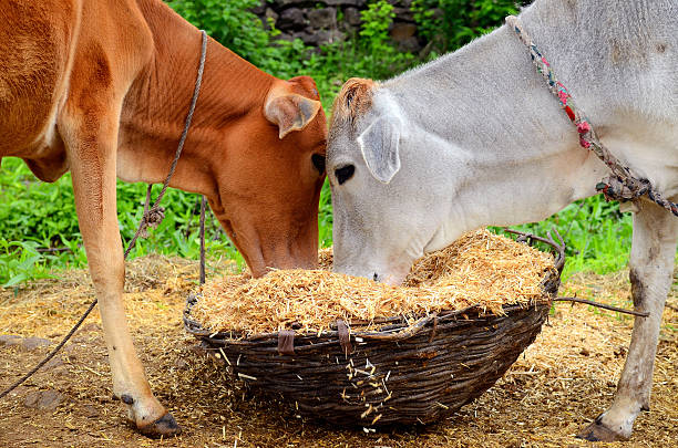 Kadbakutti Animal Feed. (Jwari kutti)