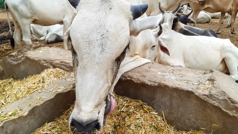 Kadbakutti Animal Feed. (Jwari kutti)