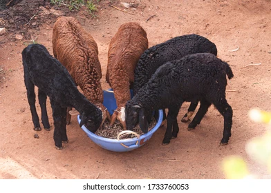 Kadbakutti Animal Feed. (Jwari kutti)